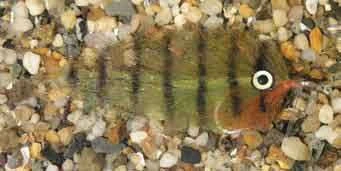 Enrico Puglisi Mangrove Baitfish Oscar Saltwater Fly 1 Enrico Puglisi Mangrove Baitfish Oscar Saltwater Fly