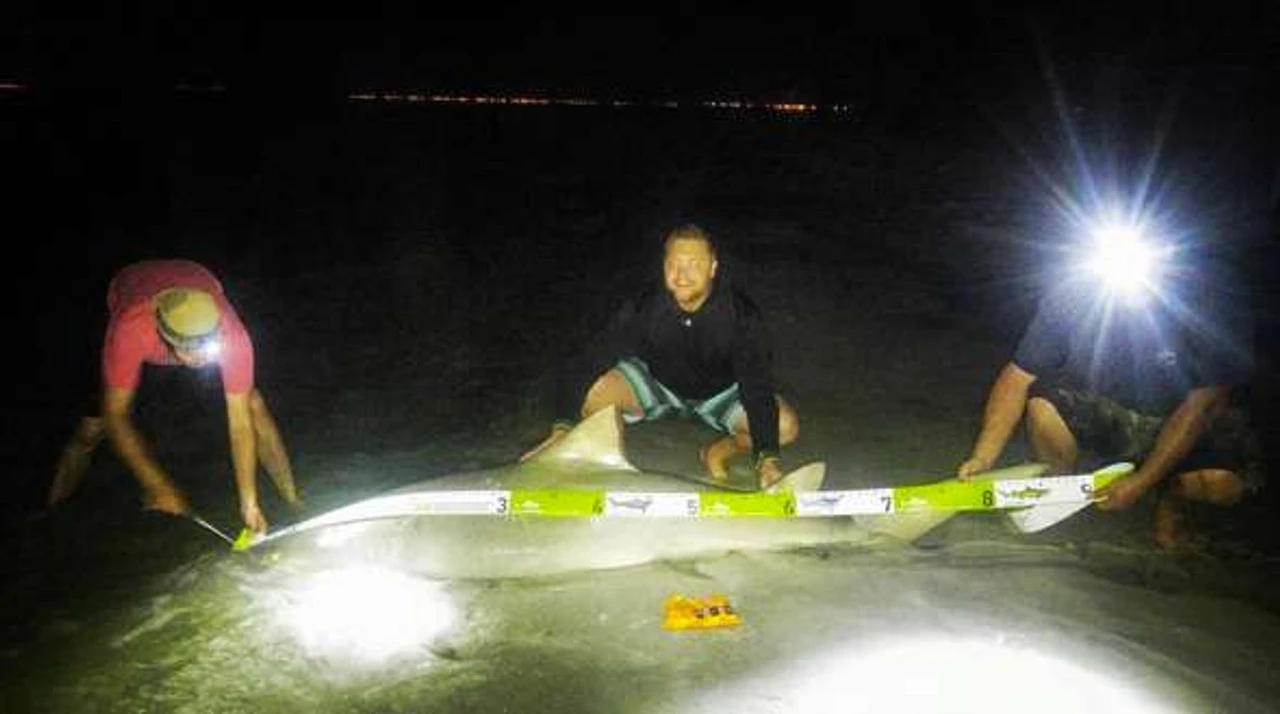 Land Shark Release Ruler 3 Land Shark Release Ruler - Image 3