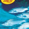 Rio Striped Bass Knotless Leaders