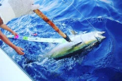 Yellowfin Tuna Release Ruler -Fishing Tackle Shop yellowfin tuna release ruler 70339.1651346588